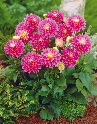 Потгеоргина Геллери Рембрантд 1шт