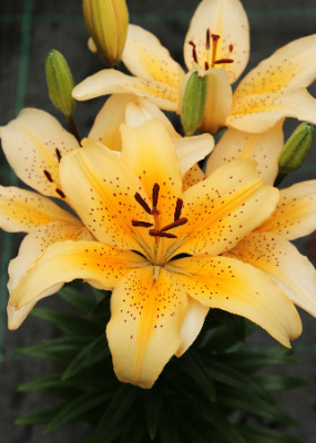 Лилия Фреклед Джой (1шт) 6513