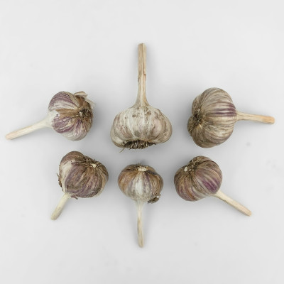 Чеснок Любовь (2)