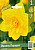 Нарцисс Йеллоу Парадиз махровый