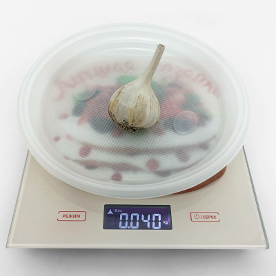 Чеснок Комсомолец (3)