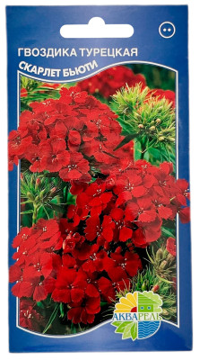 Гвоздика турецкая СКАРЛЕТ БЬЮТИ АКВАРЕЛЬ