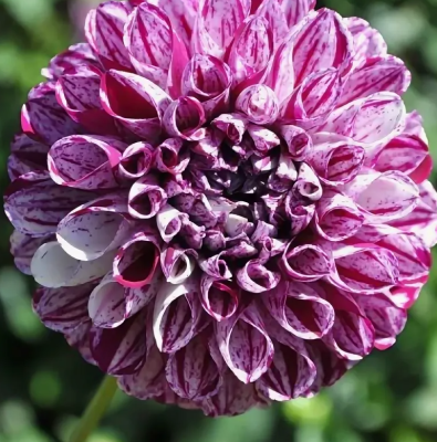 Георгин Марбл Болл (1шт)