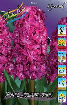 Гиацинт Ред Диамонд (1шт) 