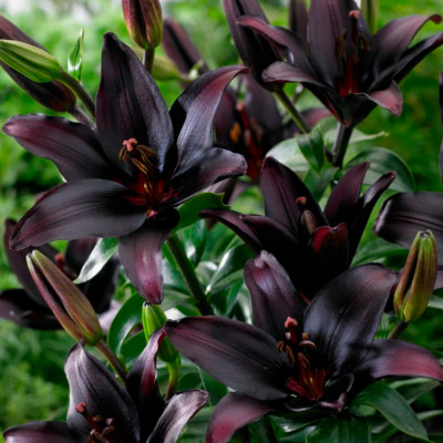 Лилия Блэк Шарм (1шт)