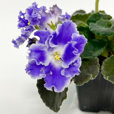 Фиалка саженцы микс