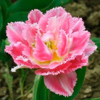 Тюльпан Кул Кристал (1шт)