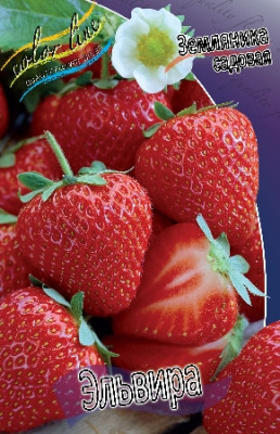 Земляника (Клубника) Эльвира (5 шт) 375