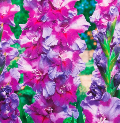 Гладиолус Печора 1шт