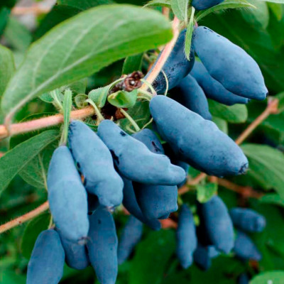 Жимолость Мичуринское Диво