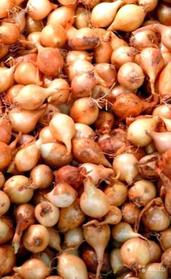 лук Севок Купидо Голландия