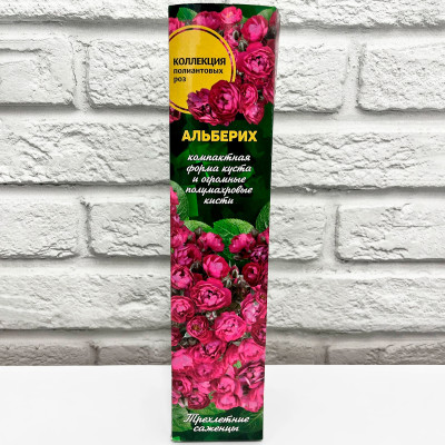 Роза полиантовых АЛЬБЕРИХ
