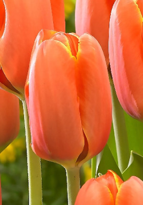 Тюльпан Трипл А (1шт) 3395