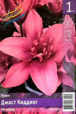Лилия Джаст Киддинг (1шт)