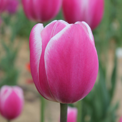Тюльпан Джамбо Бьюти (1шт)