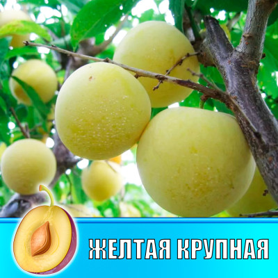 Слива Желтая крупная