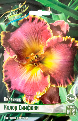 Лилейник Колор Симфони (Р9)