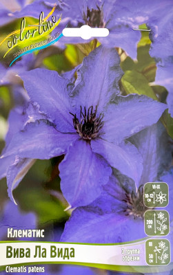 Клематис Вива Ла Вида (1шт)