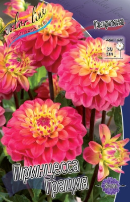 Георгин Принцесс Грация (1шт) 9472