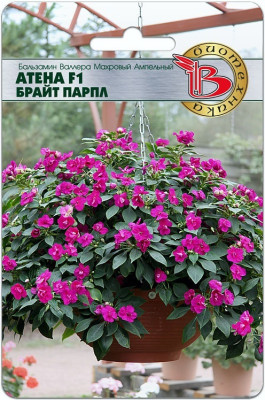 Бальзамин Валлера Атена Брайт Парпл 8шт (ампула)