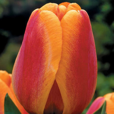 Тюльпан Апельдорн (1шт) 1076