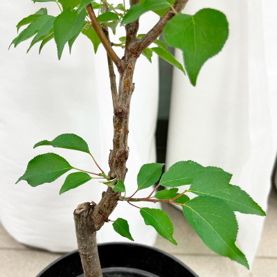 Абрикос Ульянихинский (3)