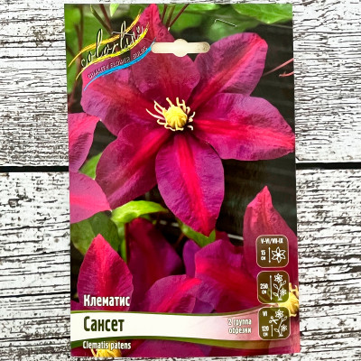 Клематис САНСЕТ (2 группа обрезки)