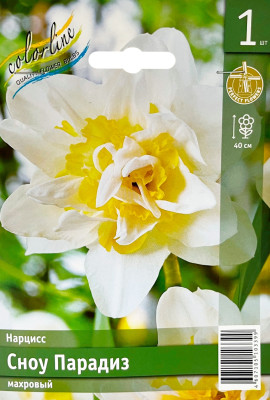Нарцисс Сноу Парадиз махровый