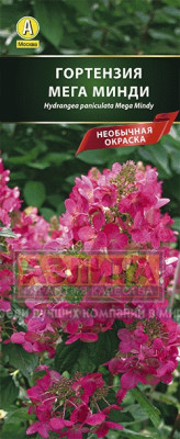 Гортензия метельчатая Мега Минди (метельчатая, вишнёво-красная) Гортензия метельчатая Мега Минди (метельчатая, вишнёво-красная)