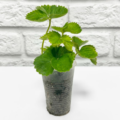 Клубника Дар Земклуника