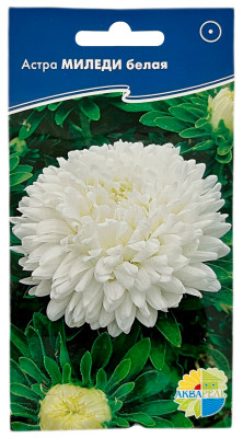 Астра МИЛЕДИ белая АКВАРЕЛЬ