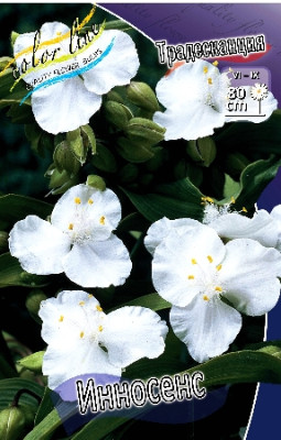 Традесканция Инносенс (1шт) 675