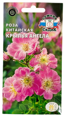Роза китайская КРЫЛЬЯ АНГЕЛА СеДеК