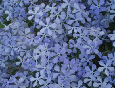 Флокс Блю Парфюм (2шт)