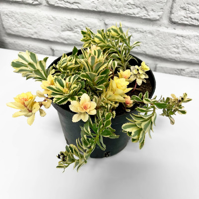 Очиток (седум) Атлантис (4)