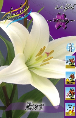 Лилия Бах (1шт) 1460