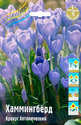 Крокус Хаммингбёрд (10)