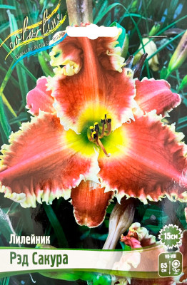 Лилейник Рэд Сакура (С5)