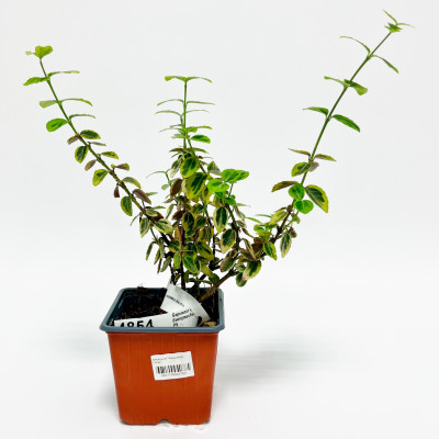 Бересклет Эмеральд Голд (Р9)