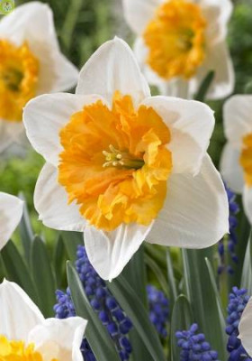 Нарцисс Вирджиния Санрайз (1шт)