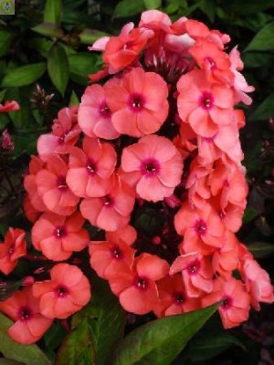 Флокс Юник Оранж (2шт)