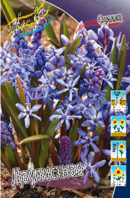 Сцилла Двулистная (10шт) 7521