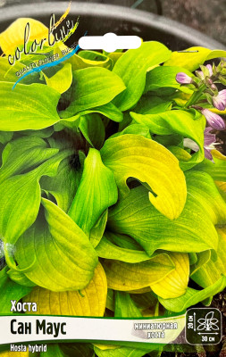 Хоста Сан Маус (С1)