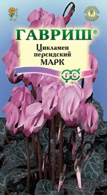 Цикламен Марк персидский 3 шт