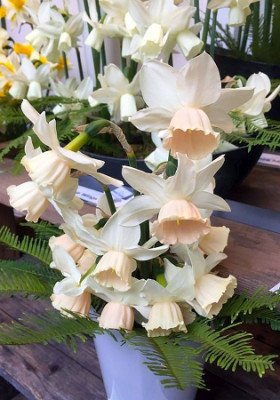 Нарцисс Кэти Хит (1шт)