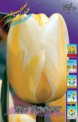 Тюльпан Яп Гроот (10 шт.) 2702