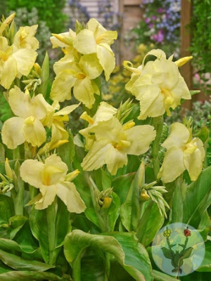 Канна Ванилия Крем (1шт) 10748