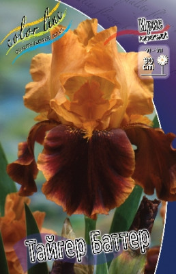 Ирис Германский Тайгер Баттер (2шт) 4019