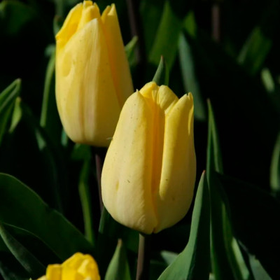 Тюльпан Принс Клаус (1шт)