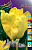 Тюльпан Йеллоу Сан (1шт) 3367